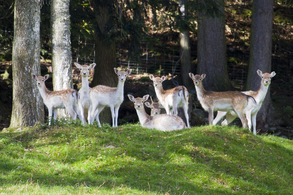Gasthof Zur Post Sankt Kathrein am Hauenstein Eksteriør billede